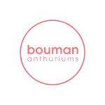 Bouman Anthuriums